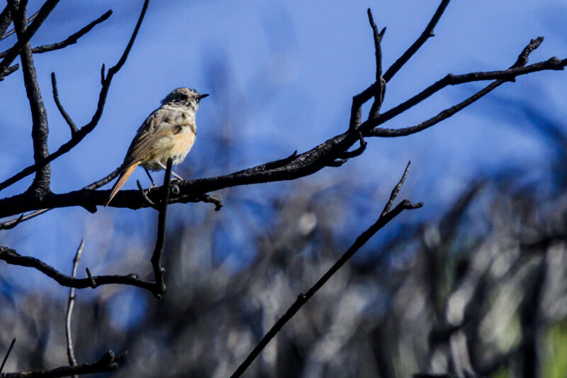 Rougequeue à front blanc juvénile